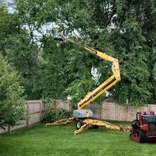 Why Choose Our Tree Removal Services in Homer, IL?