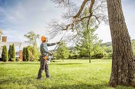 Trusted Homer, IL  Tree Services Experts