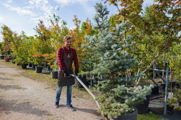 Best Hazardous Tree Removal  in Homer, IL